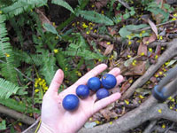 オーストラリア4