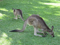 オーストラリア8