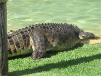 オーストラリア9