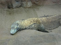 オーストラリア10