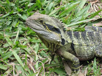 オーストラリア1111