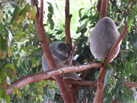 オーストラリア14