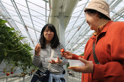 いちご狩り